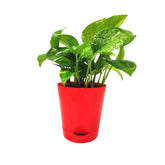 Money Plant In Red Melamine Pot